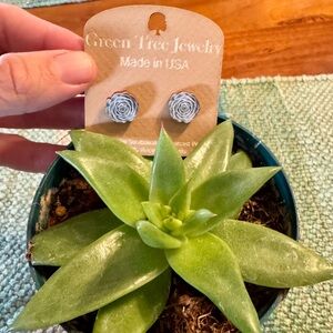 Wooden Succulent Stud Earrings NWT
